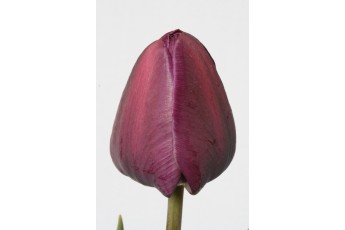 NEGRITA